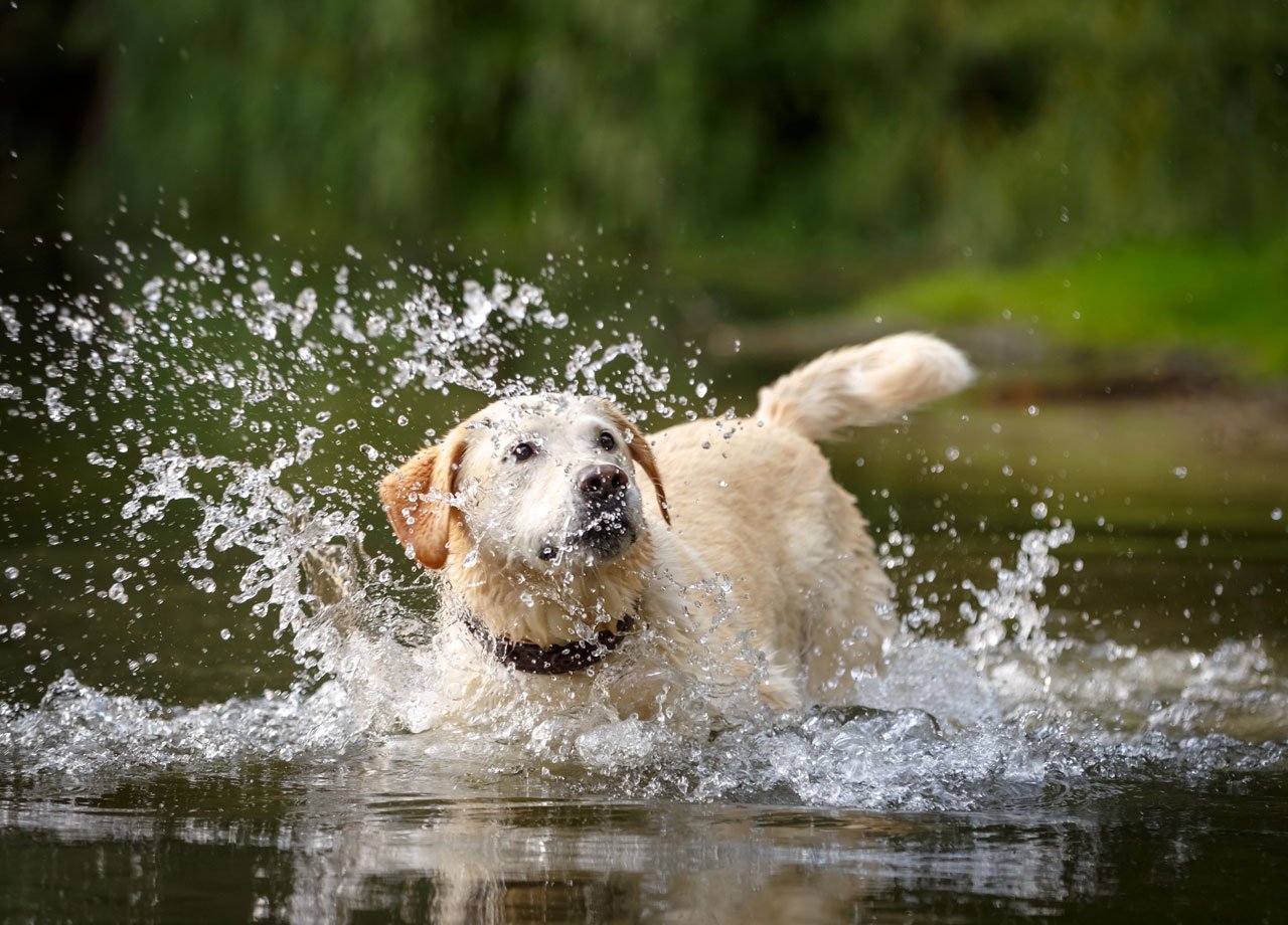 veterinary-diagnostics-labradorimsee-1280x920